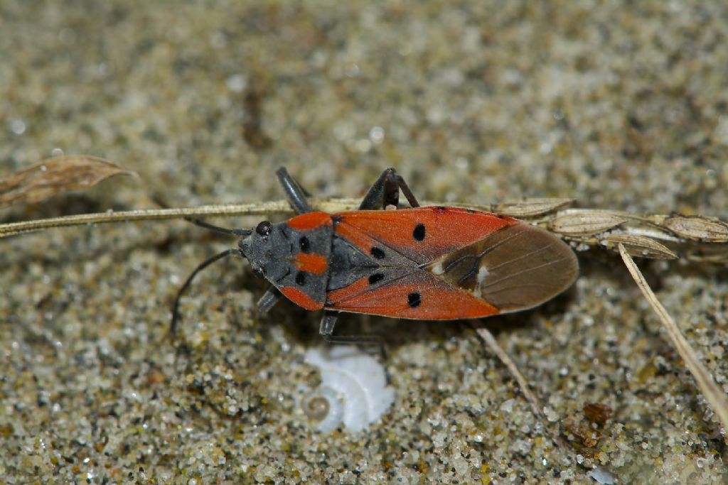 Lygaeus creticus Volano (FE)